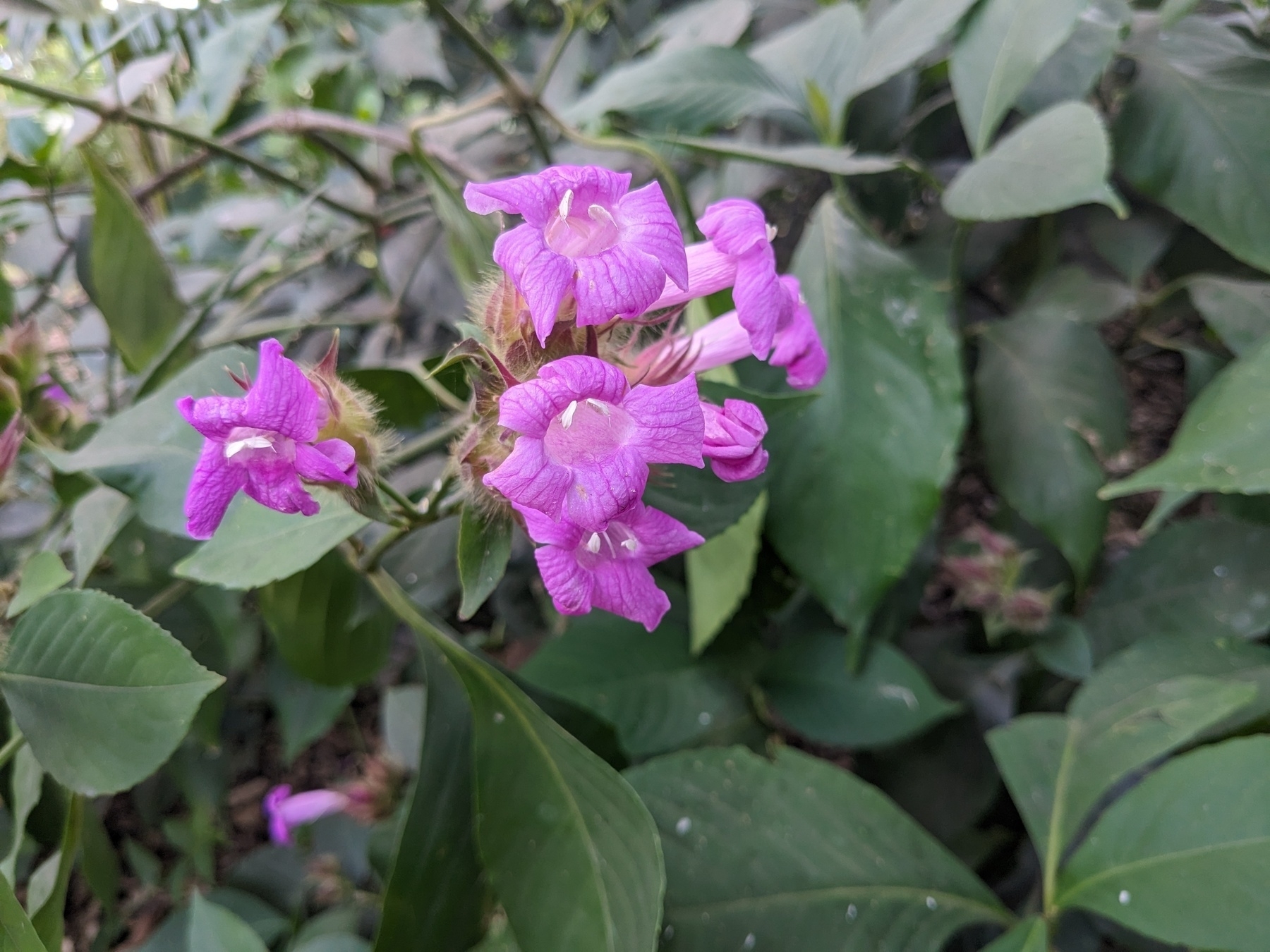 Suessenguthia (Ruellia) multisetosa -Bolivian Violet flowers