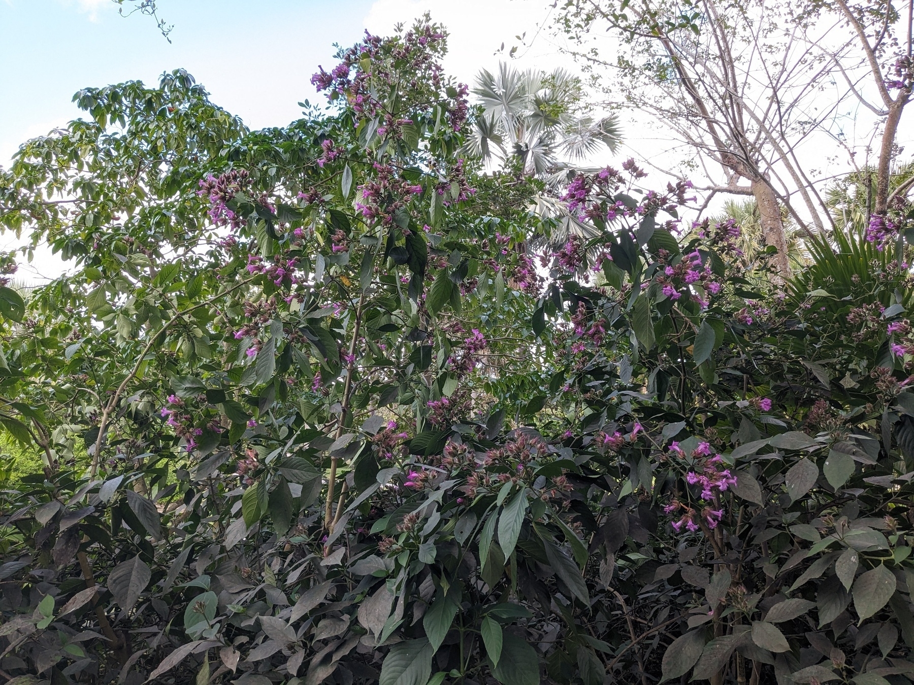 Suessenguthia (Ruellia) multisetosa -Bolivian Violet 