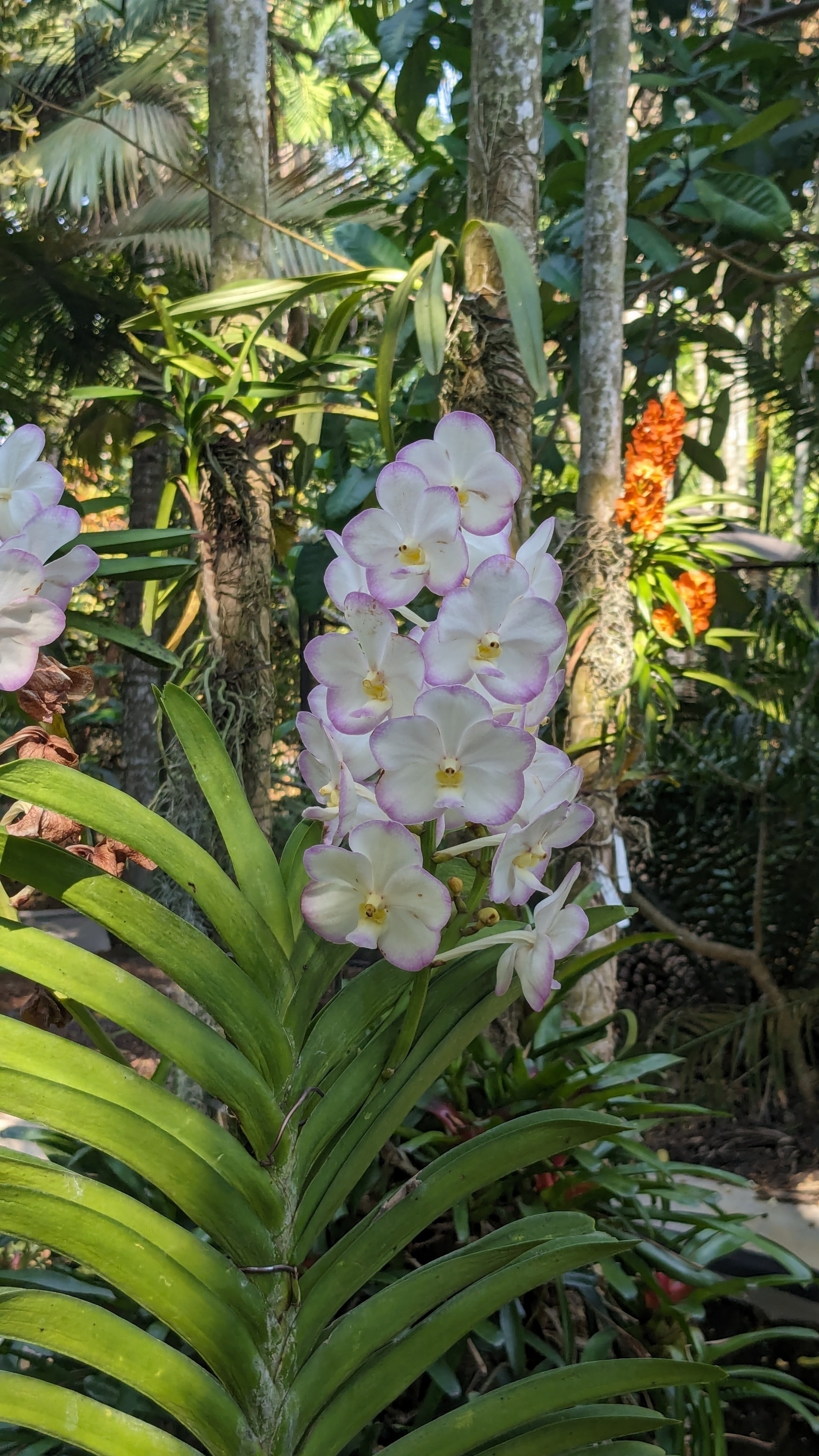 Vanda orchid flower &10;