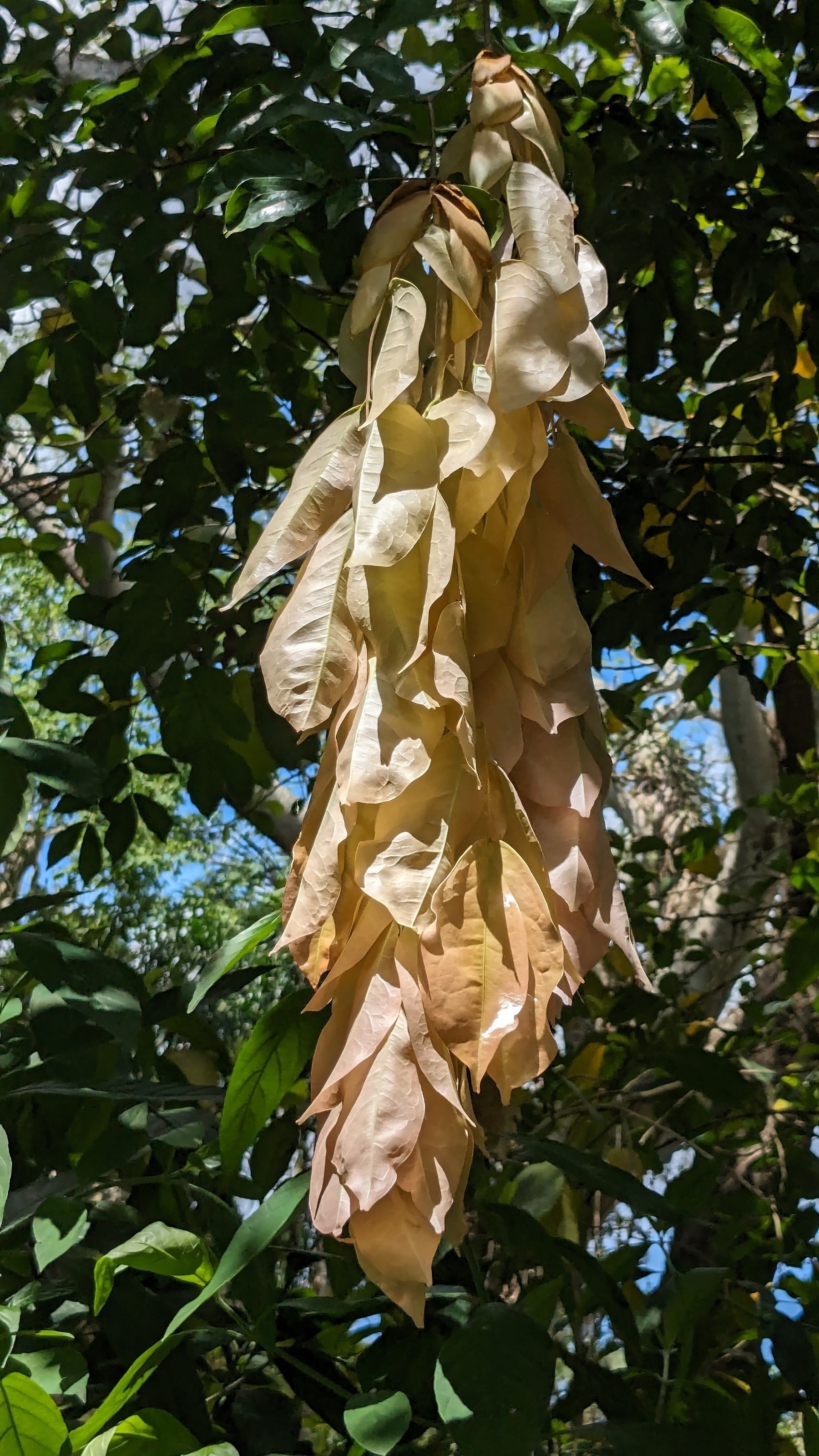 Cynometra browneoides new foliage handkerchief 