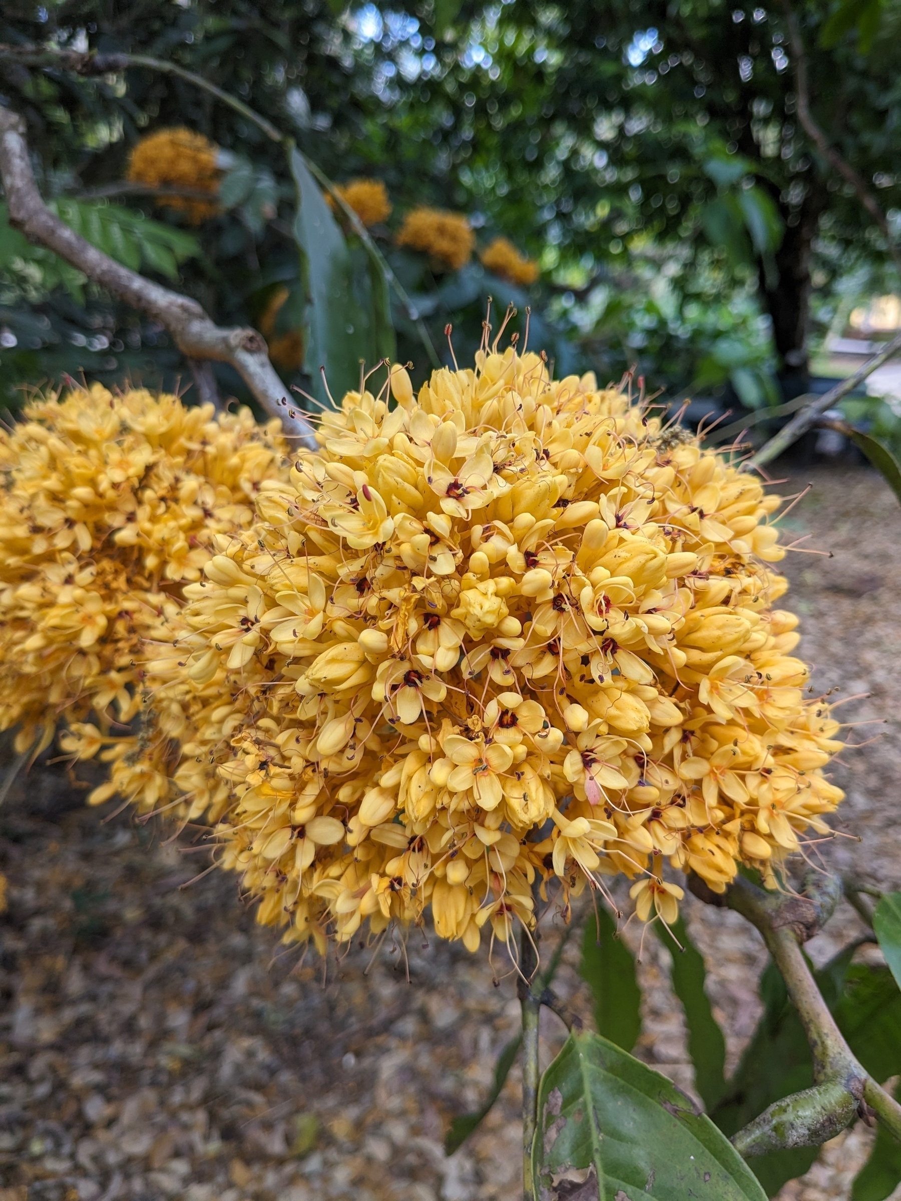 Yellow Saraca flowers
