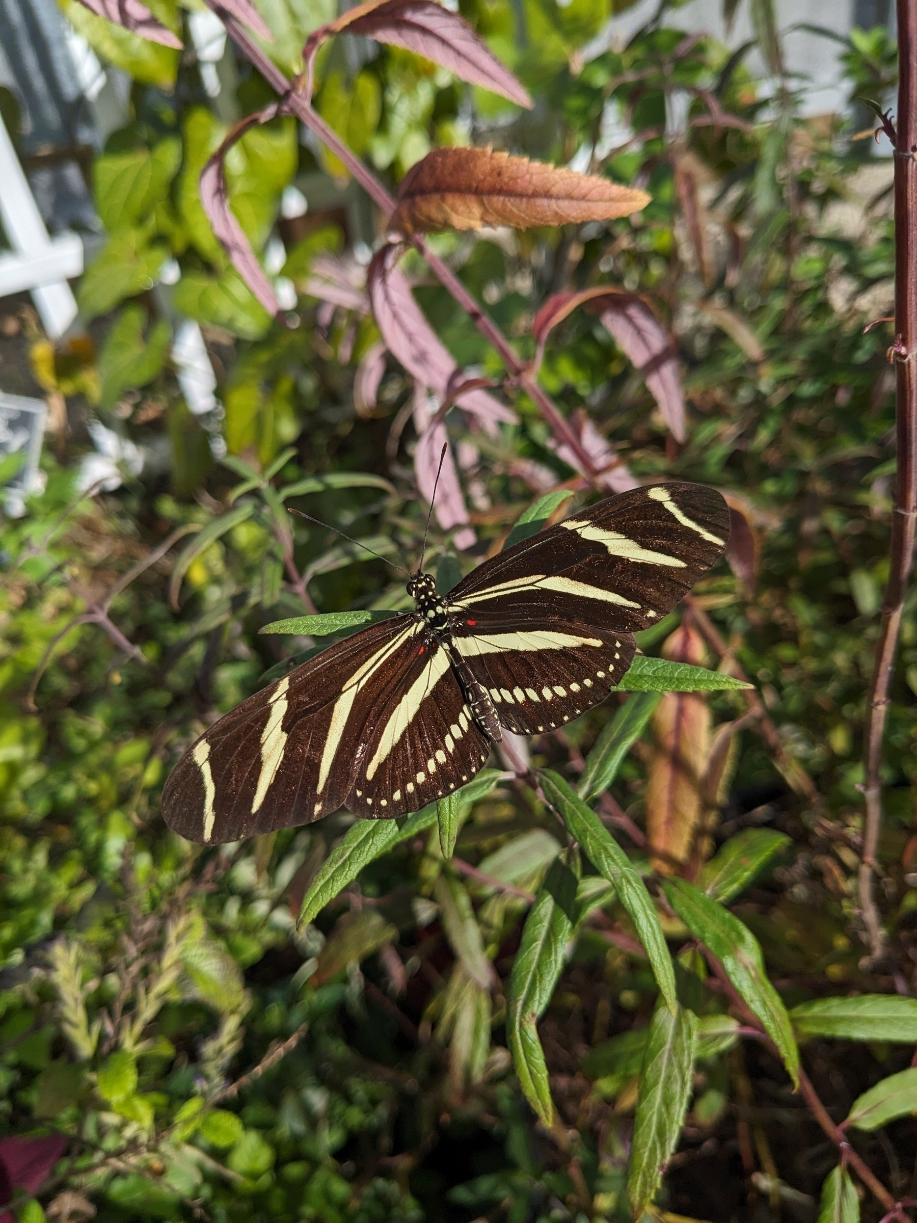 Zebra butterfly