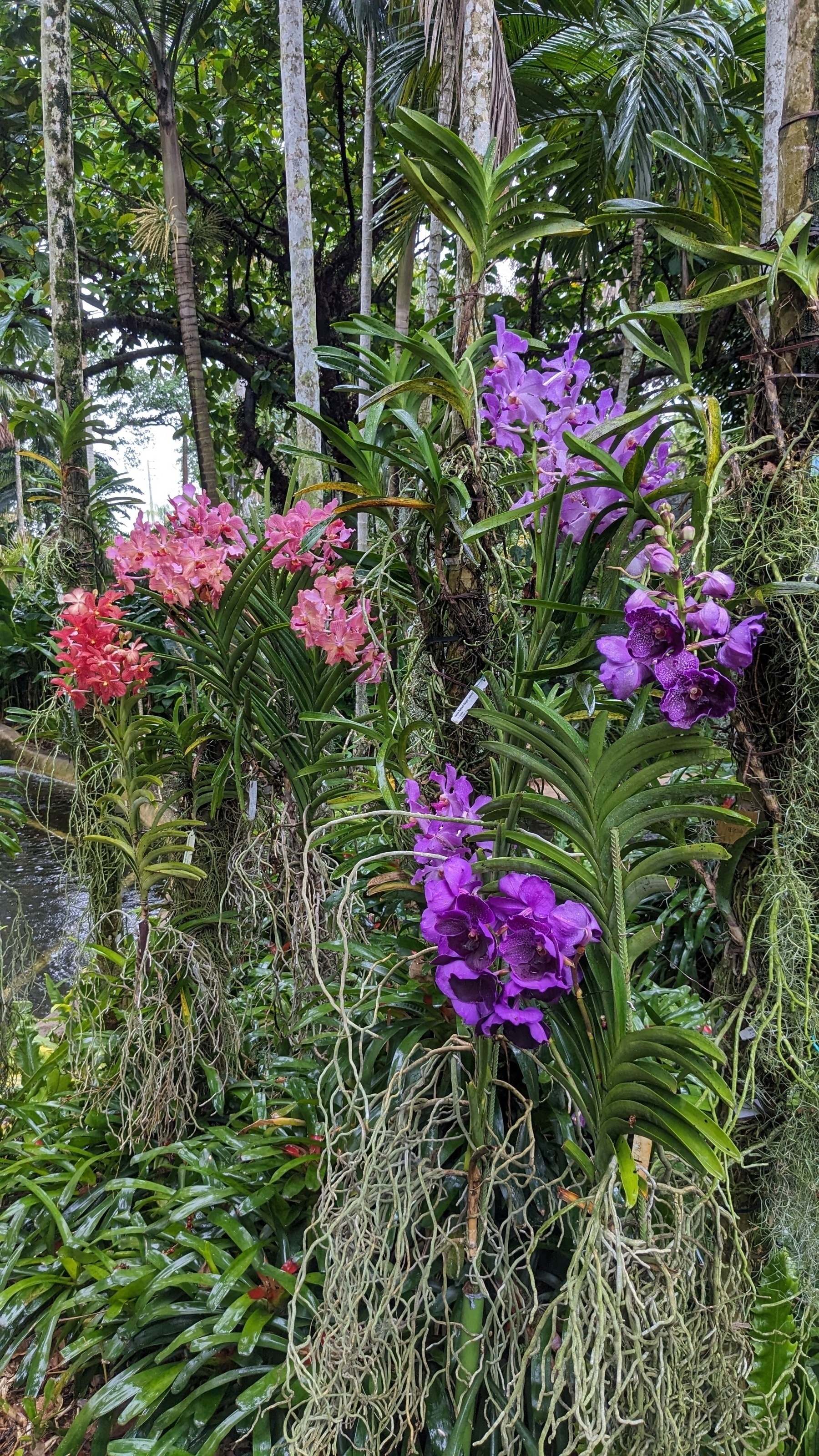 Vanda or Orchids on display at Flamingo Gardens. 