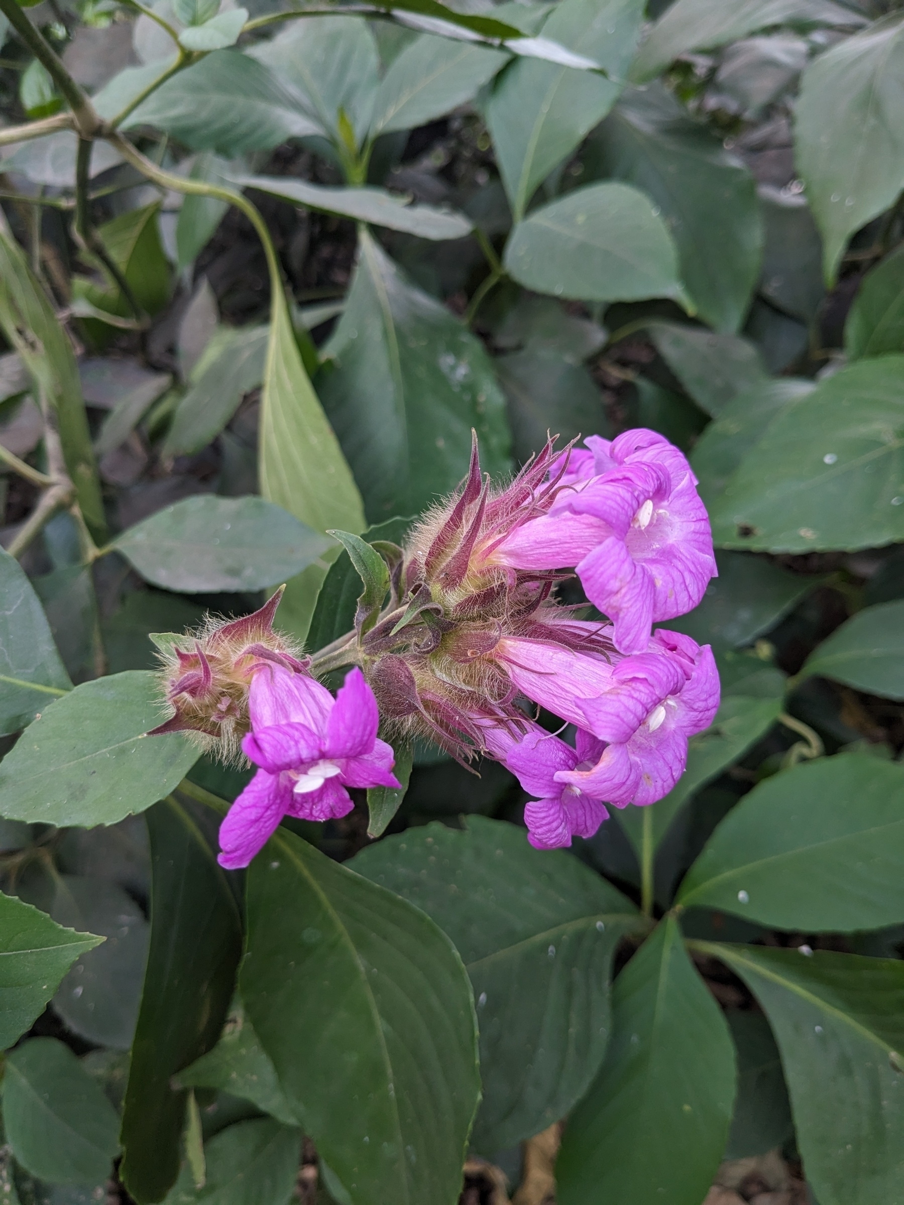Suessenguthia (Ruellia) multisetosa -Bolivian Violet flowers