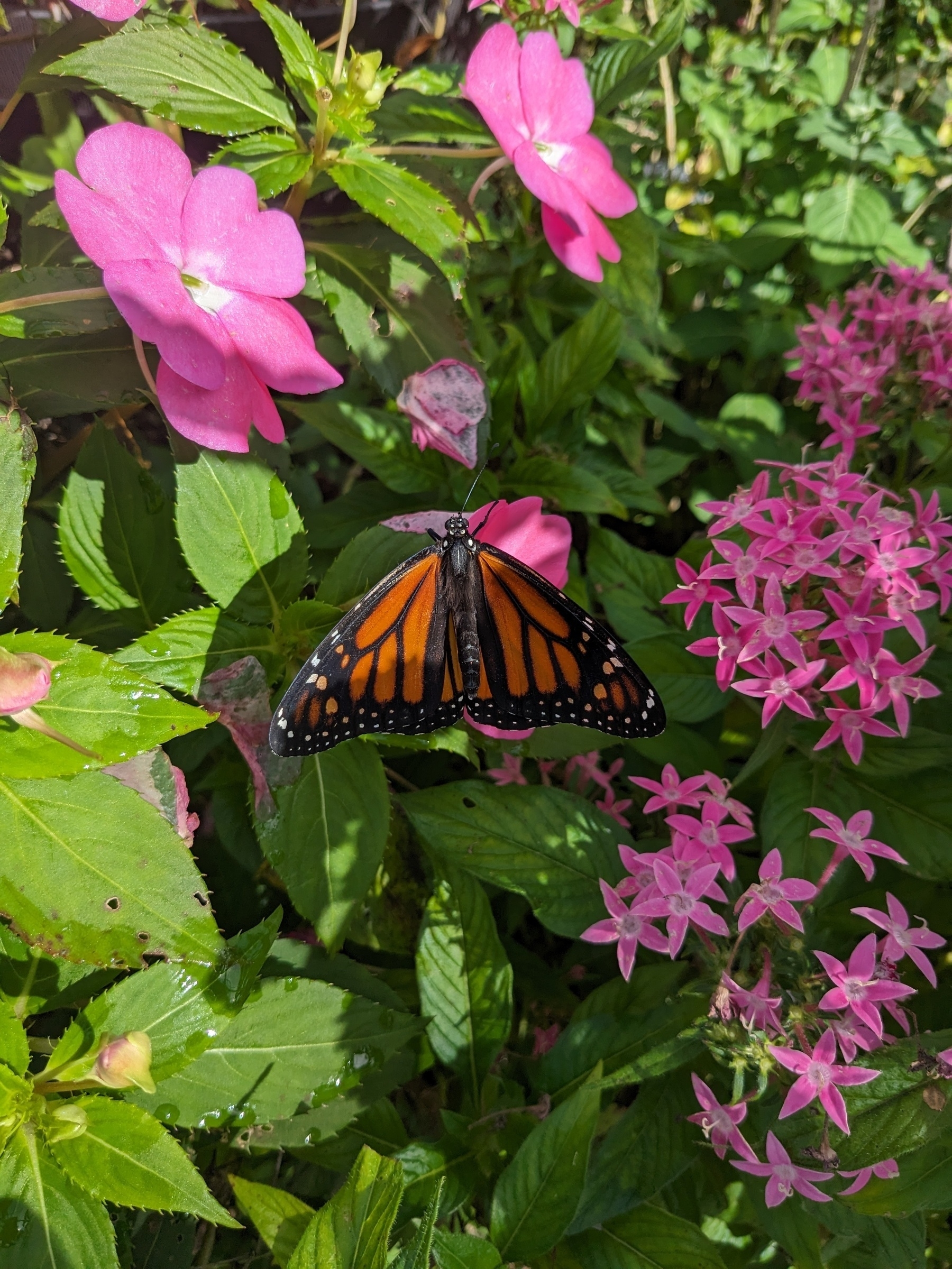Monarch butterfly on Pentas flowers