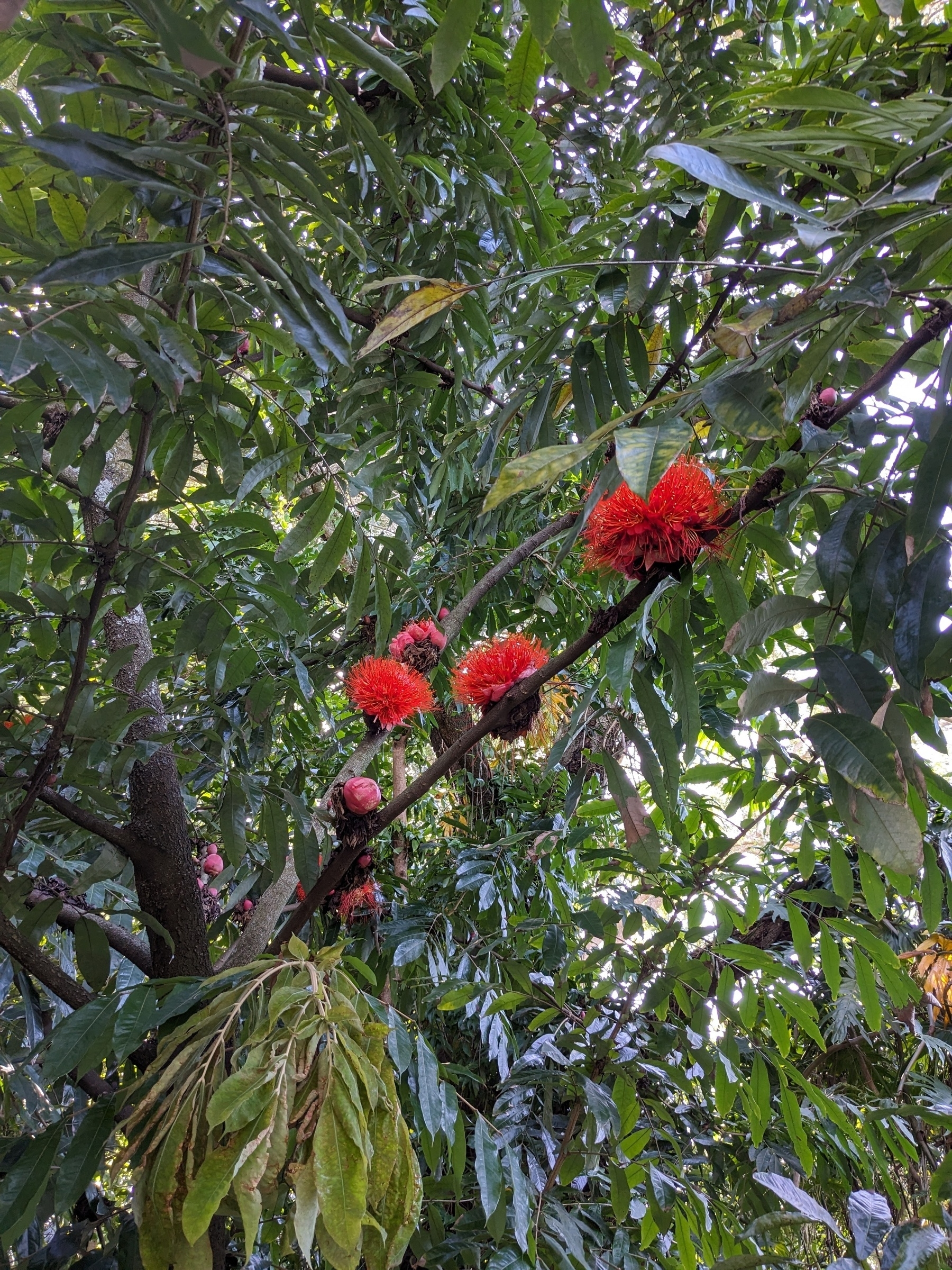 Panama Flame Tree flowers